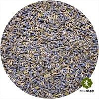 Цветы лаванды